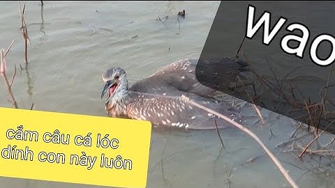 Cắm câu cá lóc ,khi nước lũ rút cá có nhiều ko.Catch Vietnamese fish .62LA .P7