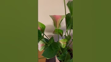 Good luck plant #anthurium