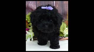 Malita and Beacon   8 week Maltipoo babies by Hearthside 64 views 1 day ago 2 minutes, 56 seconds