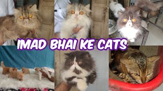 extreme punch face Persian kittens for sale in Hyderabad Nampally | imad bhai ke cat's available Hyd