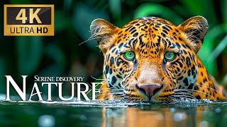 Serene Discovery Nature 4K Exploring Relax Animals Wildlife Movie With Calm Relaxing Piano Music