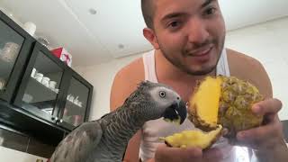 Exotic Fruit For My Parrot ?? وجبة الأناناس للببغاوات تعشقها ومفيده??