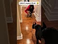 I didn't expect that 😂 doberman #audio #dog