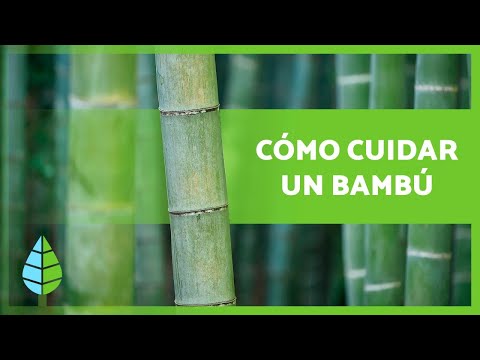 Video: Problemas de las plantas de bambú: enfermedades comunes en las plantas de bambú