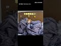 【進退兩難】剛睡醒就遭「雙膝夾緊」 柴柴遭封印原地躺平｜柴犬｜睡覺｜膝蓋｜寵物