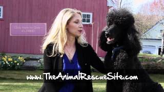 Click to help animals at the Animal Rescue Site