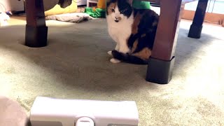 容赦ない爆音掃除機とタイマンお嬢様猫。/Cat confronting a vacuum cleaner.