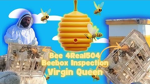🐝🍯Finding a virgin queen 👸in our hive, possibly 2! 🍯🐝 @doinBEEthings504