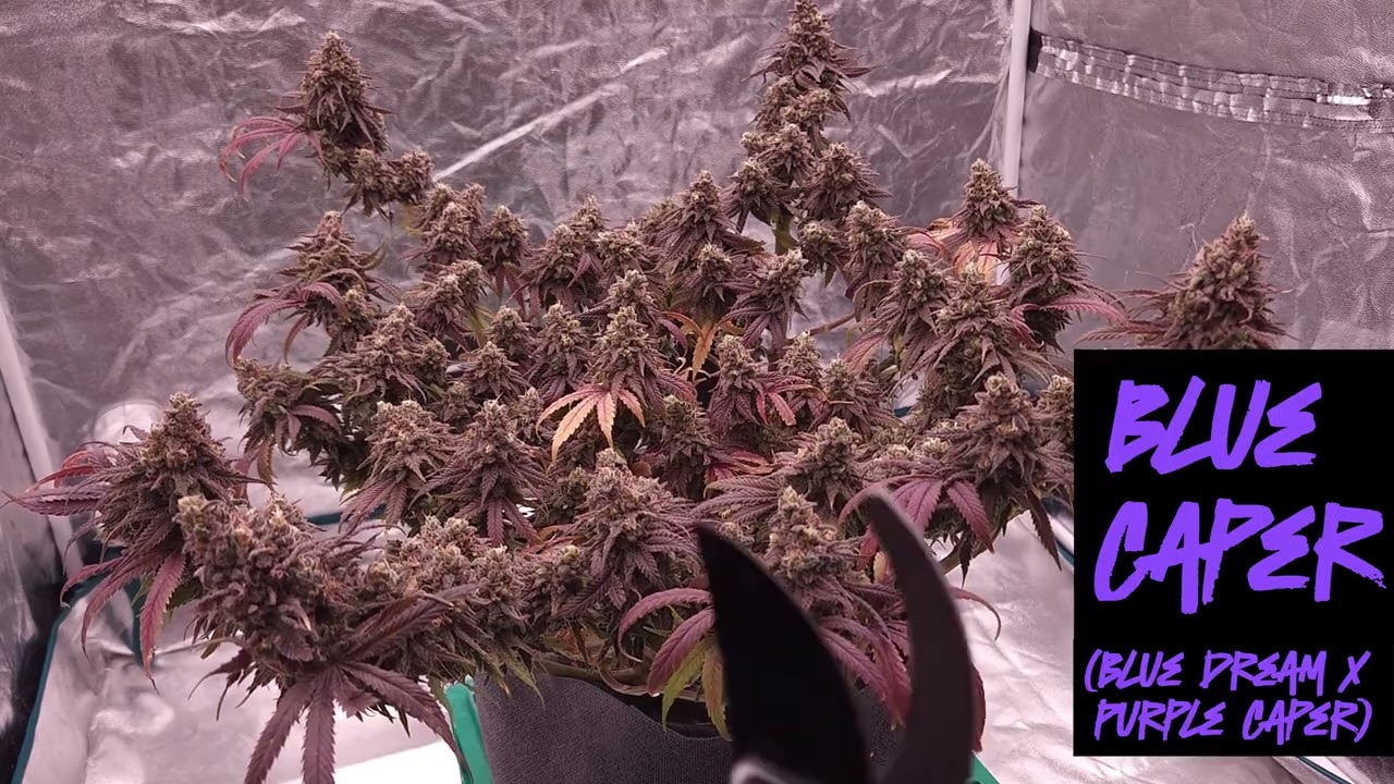 Blue Caper Harvest Video!!!