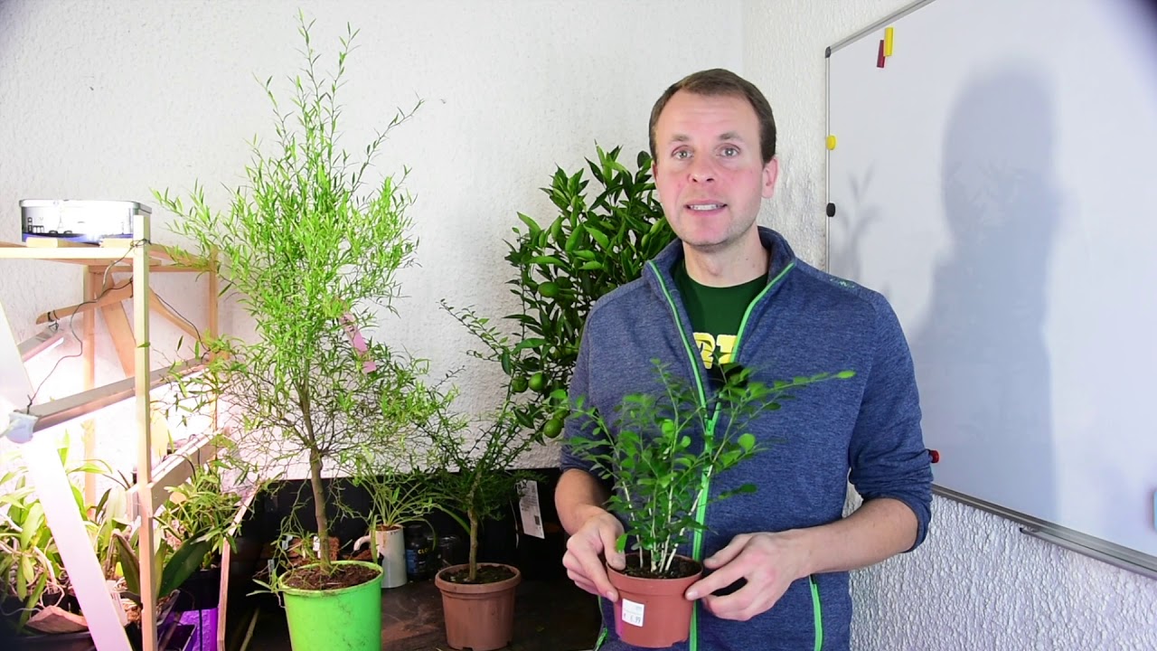 Orangenjasmin pflegen: Murraya paniculata im Topf