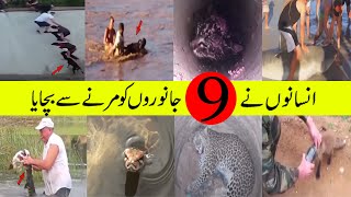 Real Life Heroes | KIND AND TOUCHING ACTIONS | 9 animals people saving  | bada or acha socho