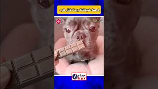 تجنب إعطاء الكلاب شكولاتة ‼️ #shortvideo #shorts #short