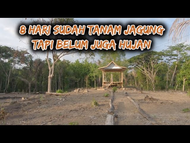 8 hari pasca tanam jagung belum juga turun hujan - hati mulai deg degan class=