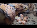 Kestrels Overcome Adversity as Chicks Hatch &amp; Grow | Apollo &amp; Athena | Robert E Fuller