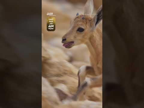 لحظة مطاردة بين ثعلب أحمر ووعول