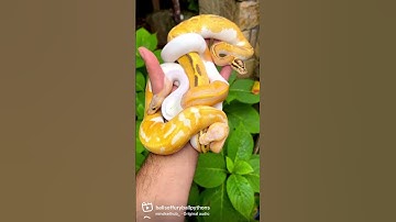 Expensive Handful🔥 #ballpython #reptiles #snake #pets #animals #shorts #viral #fyp #snake