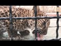 Кот Рыжик познакомился с маленькими леопардами. Тайган. The little red cat met with leopards.