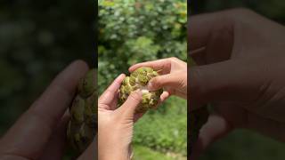 WHAT WEIRD FRUIT IS THIS!? #tropicalfruit #fruits