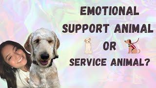 Difference between ESA and Service Animal : Ep 15
