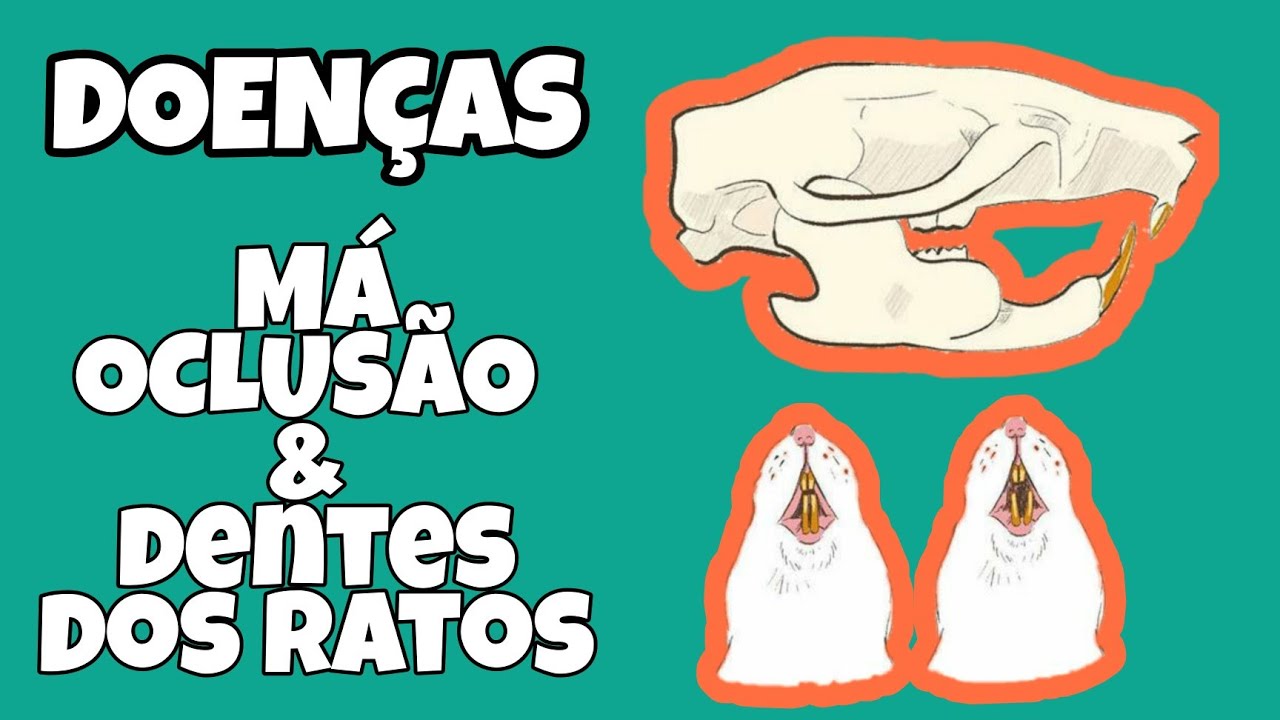Tudo Sobre Dentes dos Ratos Twister e Má oclusão. - YouTube