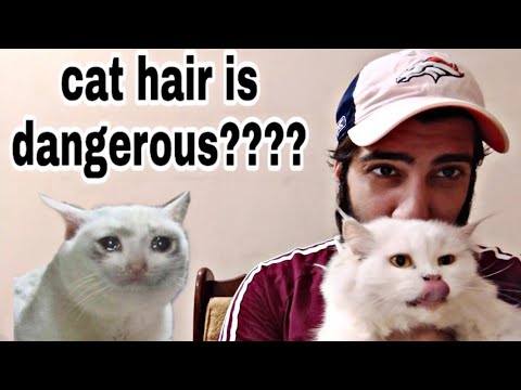 वीडियो: कैट हेयरबॉल्स - बिल्लियों में हेयरबॉल - बिल्ली के बाल का इलाज