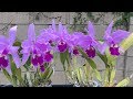 Cali Orchid Hoa Cat Lan - Cattley warscewiczii