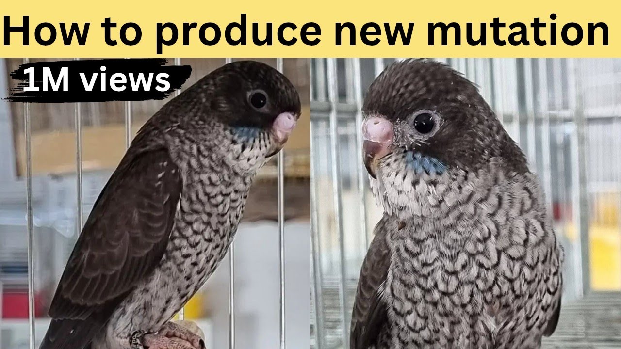 How to produce Manto Negro budgies new mutation
