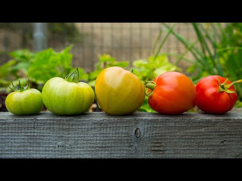 فيديو: متى تصبح الطماطم حمراء؟