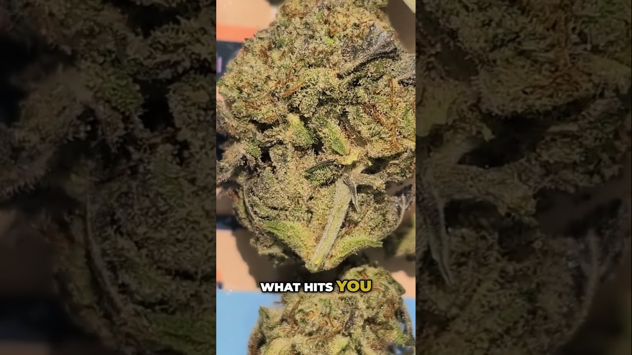 Unlocking Oreoz's Aroma: The Terpene Secrets! 