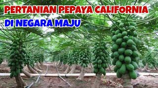 Modern California Papaya Farming in a Developed Country || AGROPEDIA