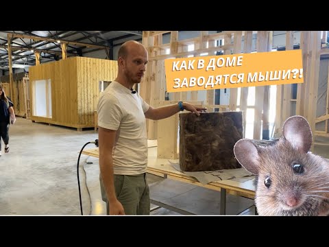 Как в доме заводятся мыши? Как этого избежать?