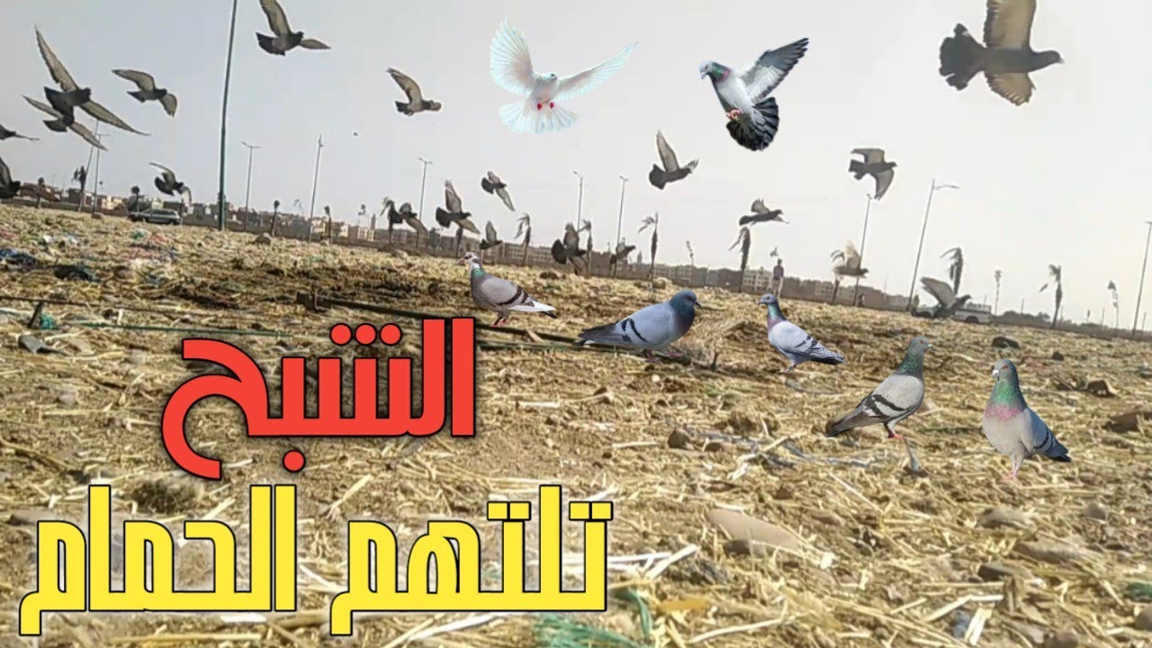 تحدي صيد الحمام🕊️🕸️في ثلاث أماكن مختلفة🔥بطريقة إحترافية لاتصدق💪