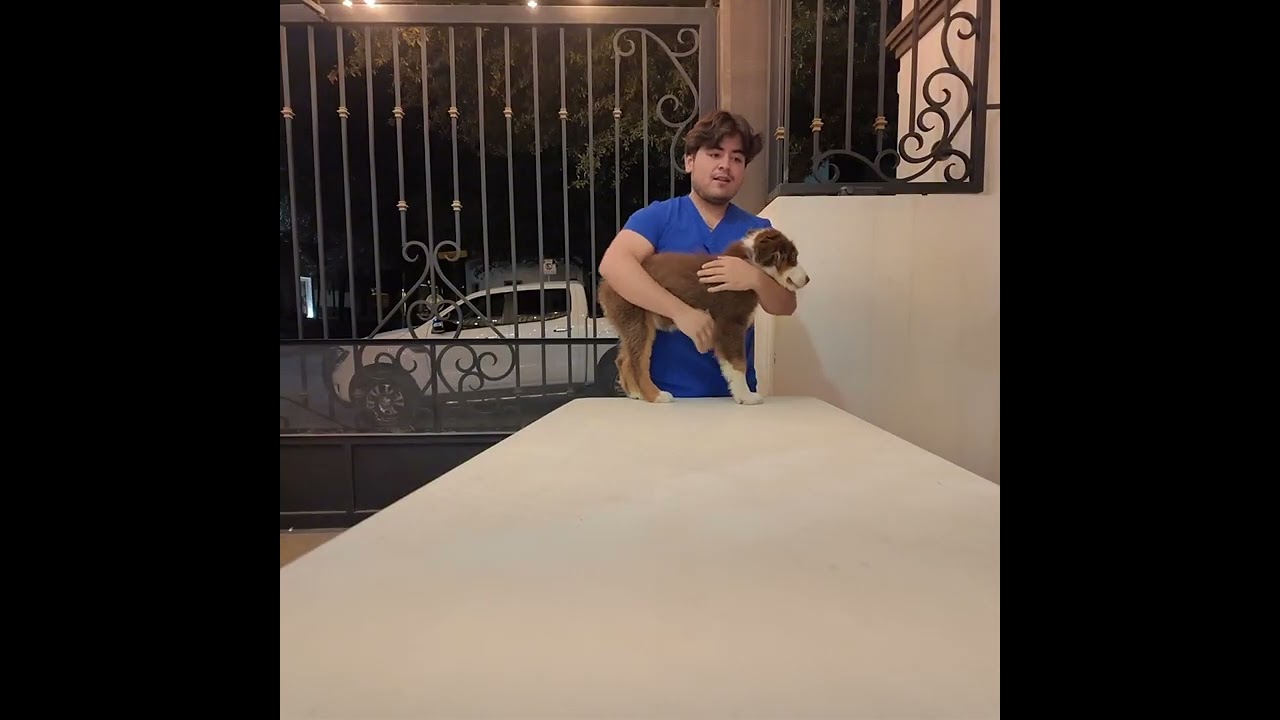 Métodos de contención canina y felina 