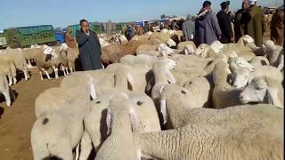 سوق الأغنام في الجزائر - سلالة أولاد جلال و سيدي عيسى 2020