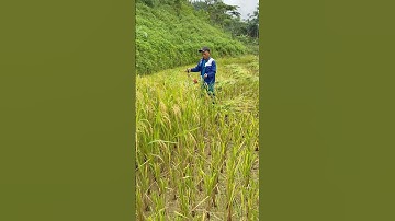 Tét lồng gặt lúa đa năng cho bà con.Lồng lắp cho tất cả các loại máy cắt cỏ.0987295266Zalo toàn quốc