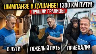 Приехали Шимпанзе в Душанбе! Миновали границы Казахстана, Узбекистана и Таджикистана!