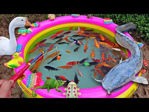 Mancing ikan hias di kolam, ikan lele besar, ikan koi, ikan cupang, ikan mas, kura kura, angsa