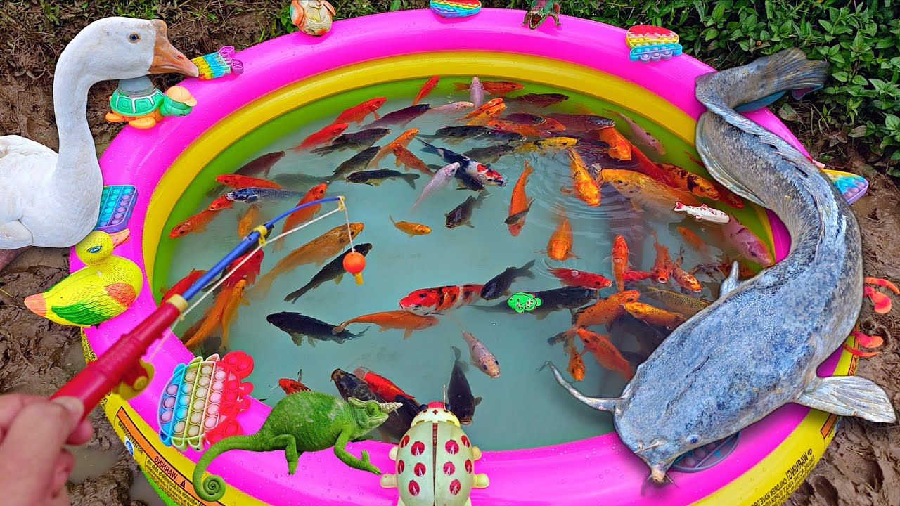Mancing ikan hias di kolam, ikan lele besar, ikan koi, ikan cupang, ikan mas, kura kura, angsa