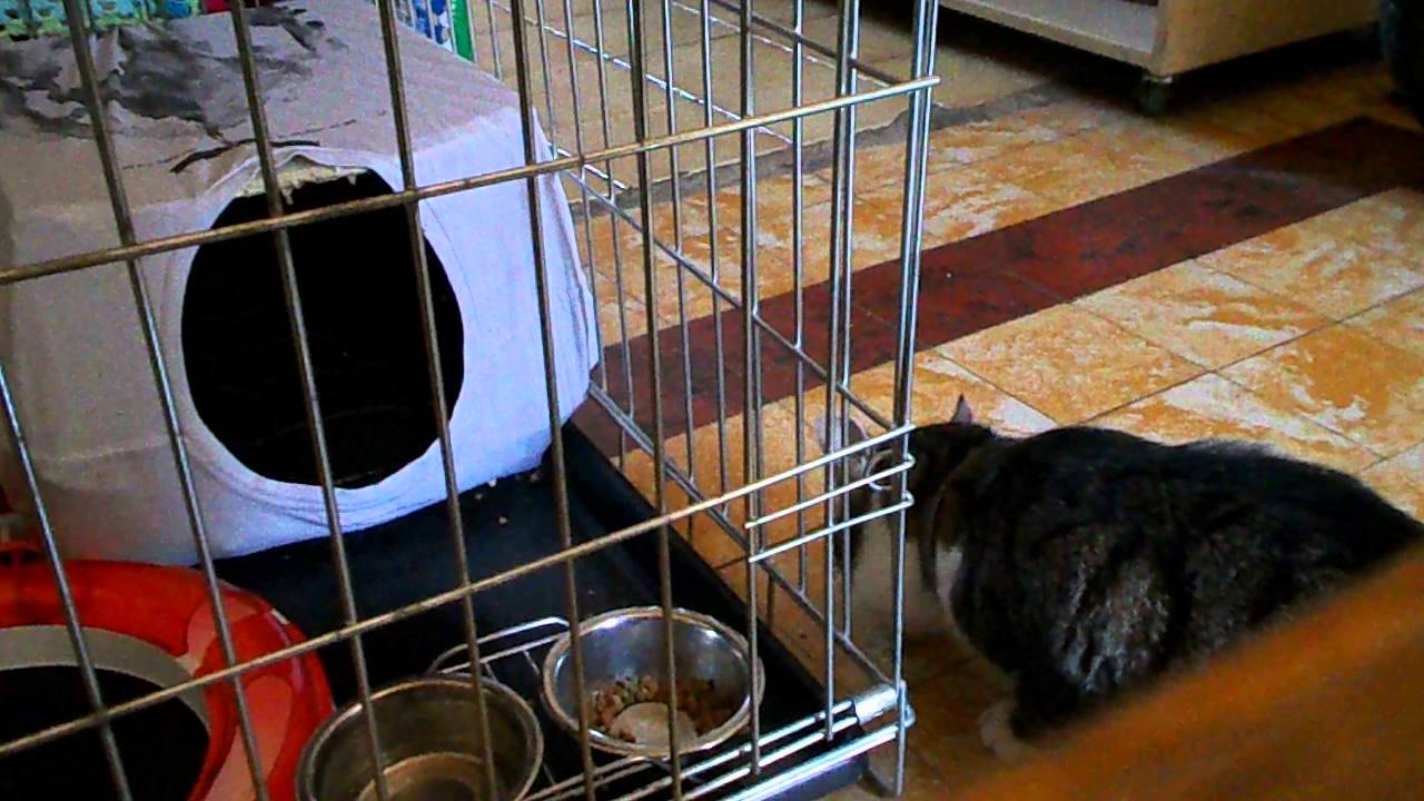 like a prayer new kitten day 5 my sister is stealing my food!!!