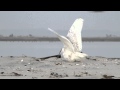 Snowy Owls and Peregrine Falcons Interaction Quiz