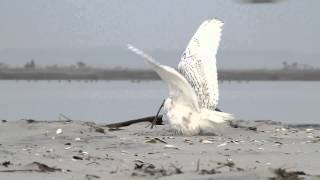 Snowy Owl vs. Peregrine Falcon screenshot 3