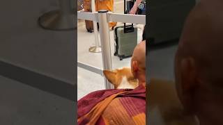 Aloka, the Buddhist Monk Walk for Peace Dog, Having a Very Emotional Week with Uncle Monk Leaving