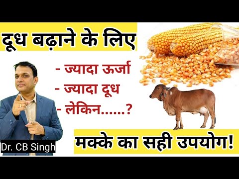 वीडियो: रेफ़ीड का उपयोग कैसे करें?