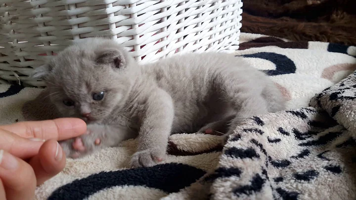 Video 781891: british shorthair lilac boy, calmcat, litter