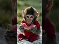 Adorable Baby Monkey Eating Watermelon 🍉🐒 | Cutest Snack Time Ever