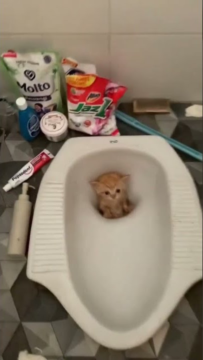 Kak.. aku kecemplung WC 🥺 #kucing #kucingimut #tiktok