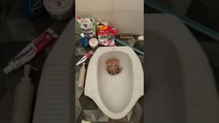Kak.. aku kecemplung WC 🥺 #kucing #kucingimut #tiktok