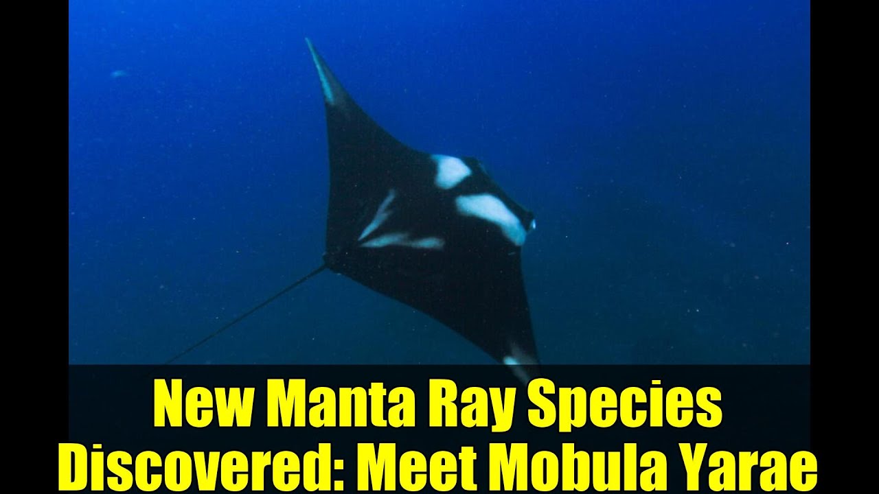 New Manta Ray Species Discovered: Meet Mobula Yarae