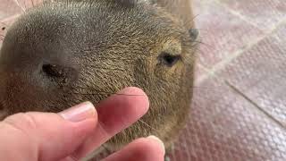 Pocho the friendly Capybara!