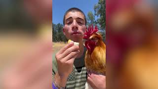 Eat An Egg In Front Of A Chicken